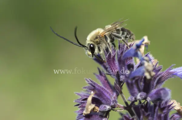 Fokus-Natur Bild