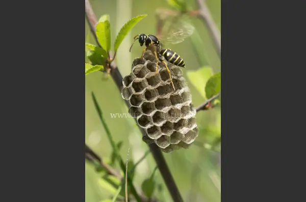 Fokus-Natur Bild