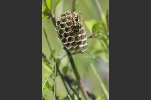 Fokus-Natur Bild
