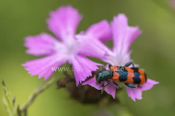 Fokus-Natur Bild