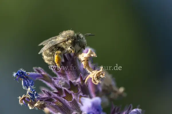 Fokus-Natur Bild