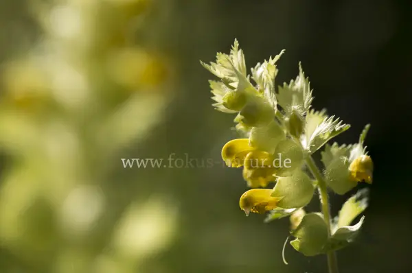 Fokus-Natur Bild