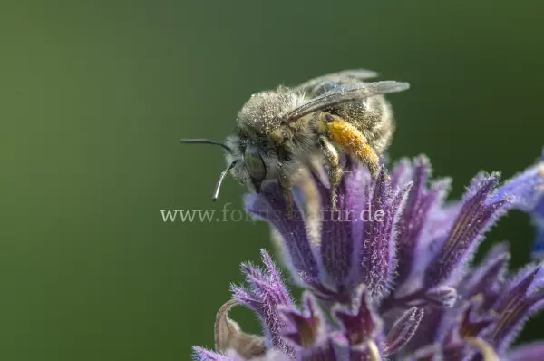 Fokus-Natur Bild