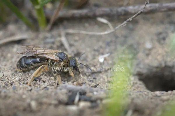 Fokus-Natur Bild