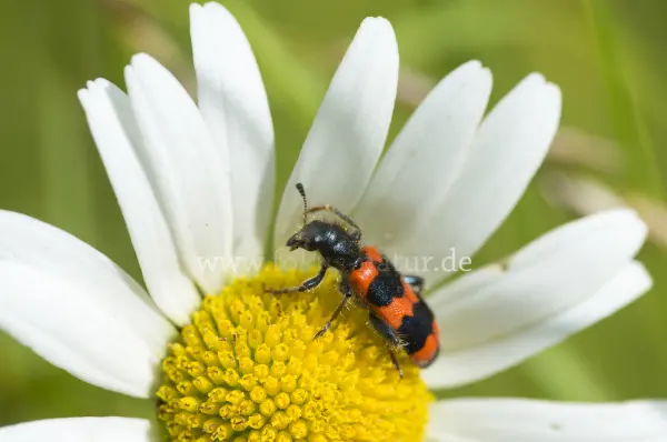 Fokus-Natur Bild