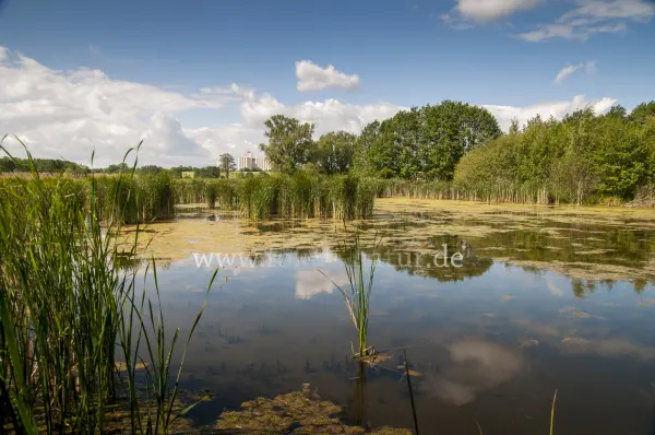 Fokus-Natur Bild