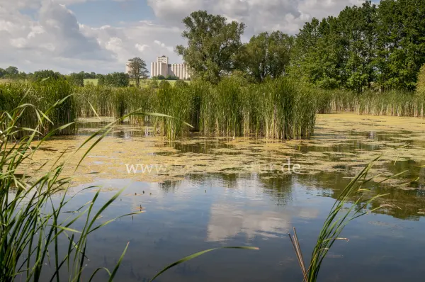 Fokus-Natur Bild