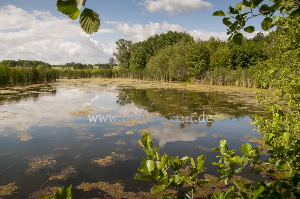 Fokus-Natur Bild