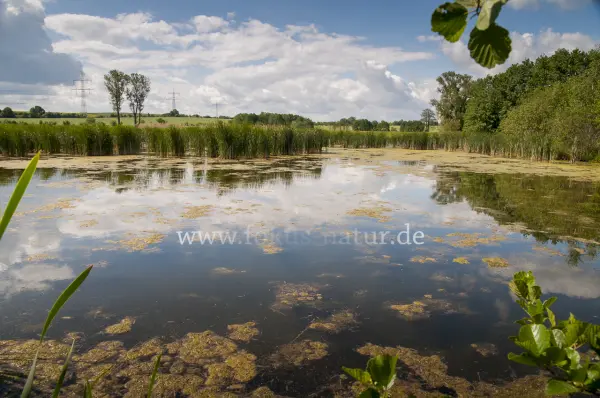 Fokus-Natur Bild