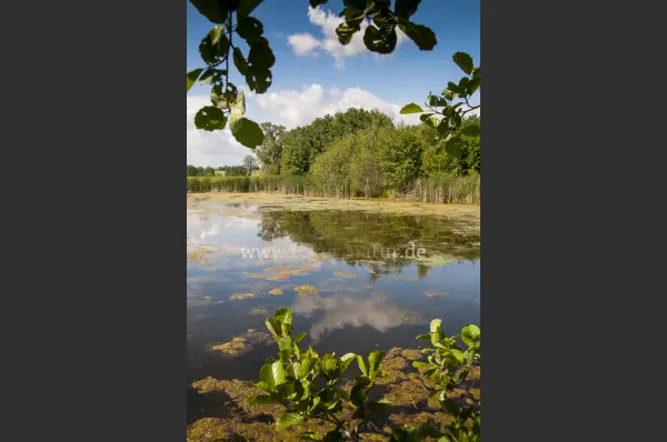 Fokus-Natur Bild