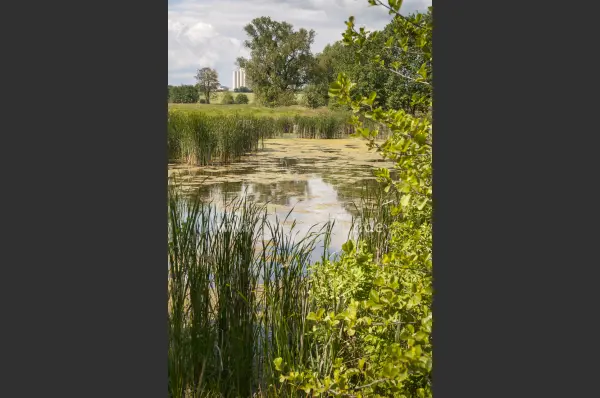 Fokus-Natur Bild