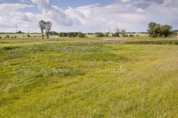 Fokus-Natur Bild