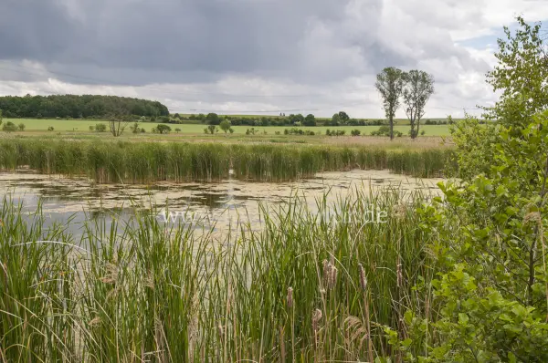Fokus-Natur Bild