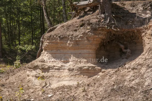 Fokus-Natur Bild
