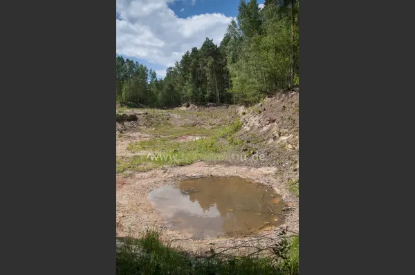 Fokus-Natur Bild