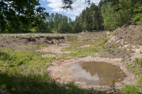 Fokus-Natur Bild