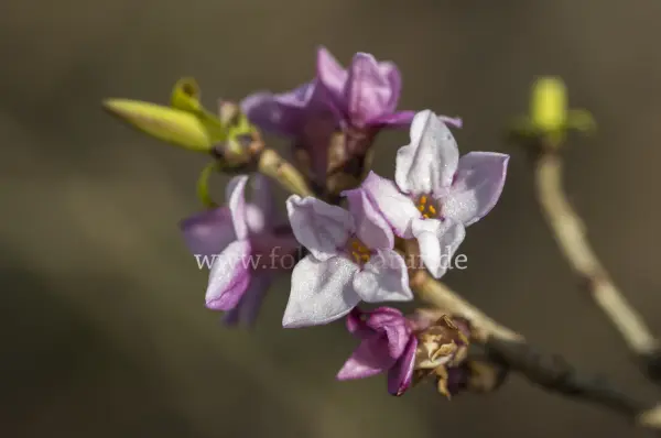 Fokus-Natur Bild