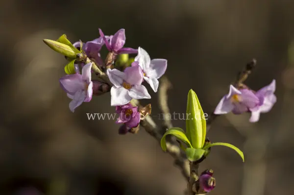 Fokus-Natur Bild
