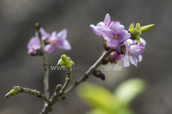 Fokus-Natur Bild