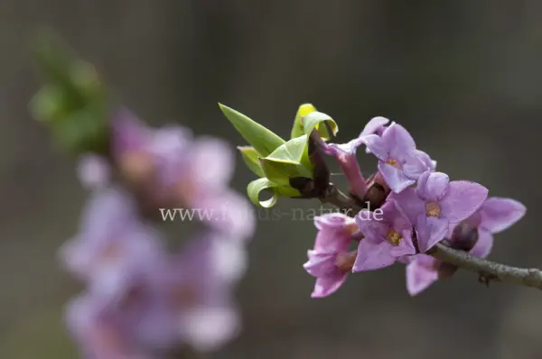Fokus-Natur Bild