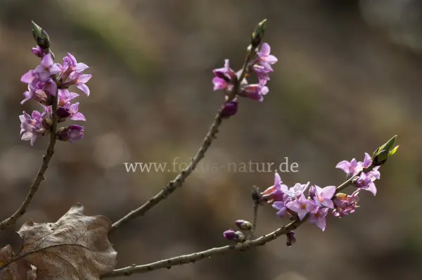 Fokus-Natur Bild