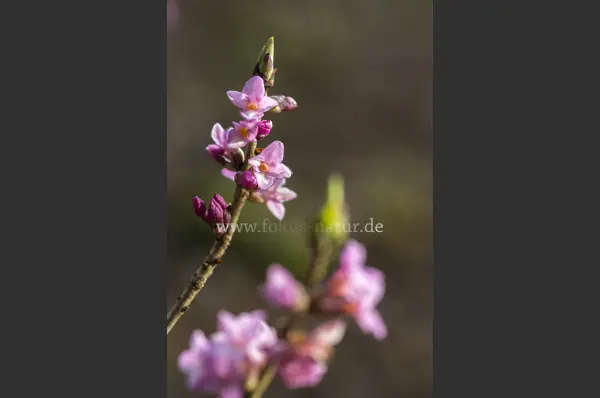 Fokus-Natur Bild
