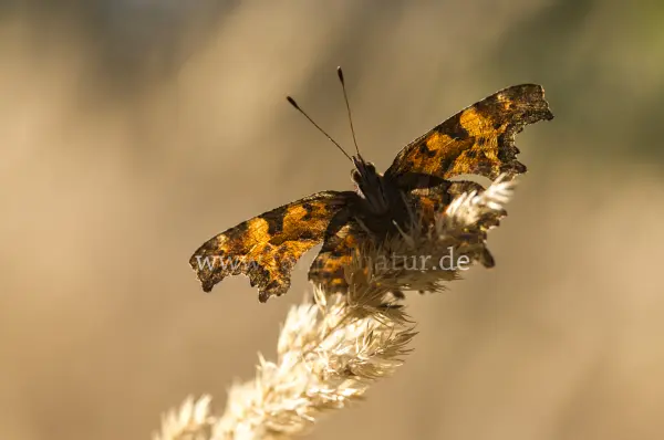 Fokus-Natur Bild