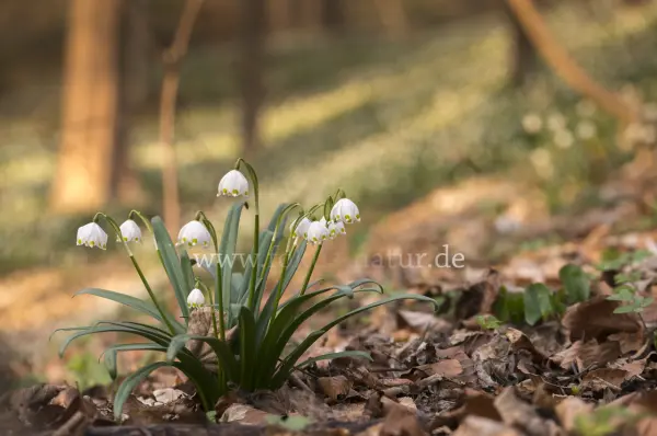 Fokus-Natur Bild