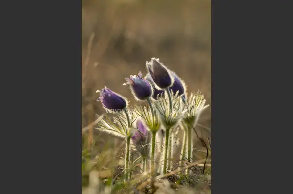 Fokus-Natur Bild