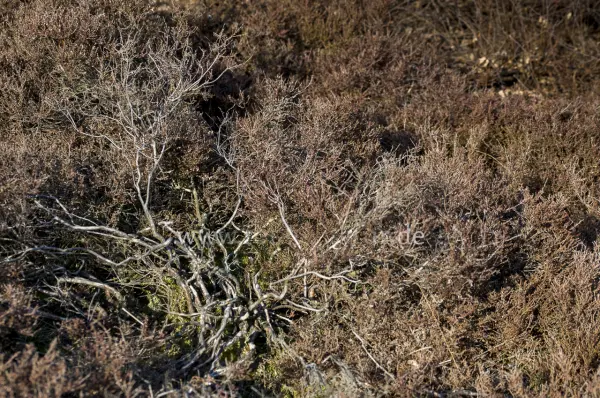 Fokus-Natur Bild