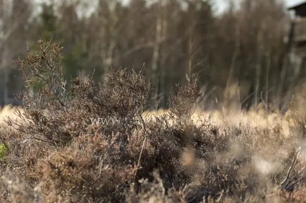 Fokus-Natur Bild