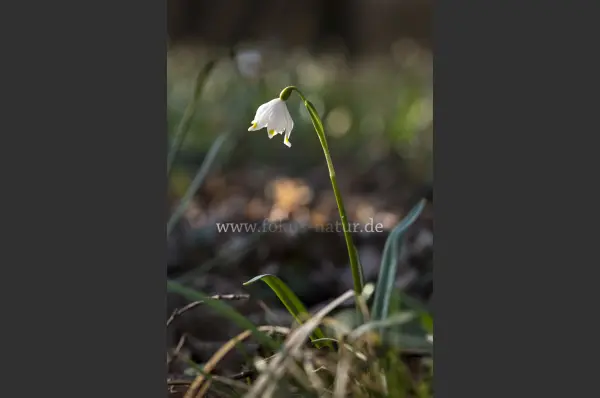 Fokus-Natur Bild