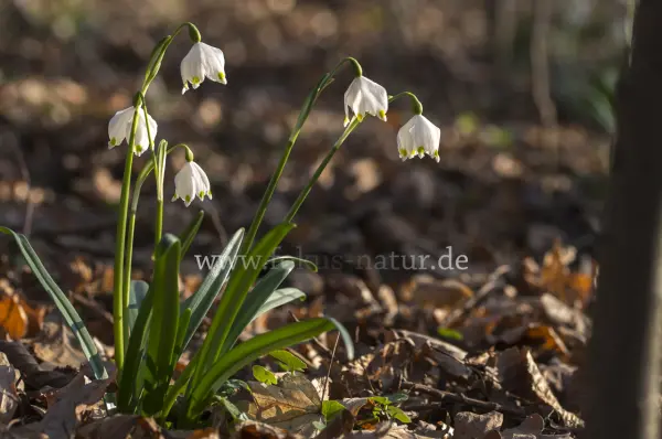 Fokus-Natur Bild