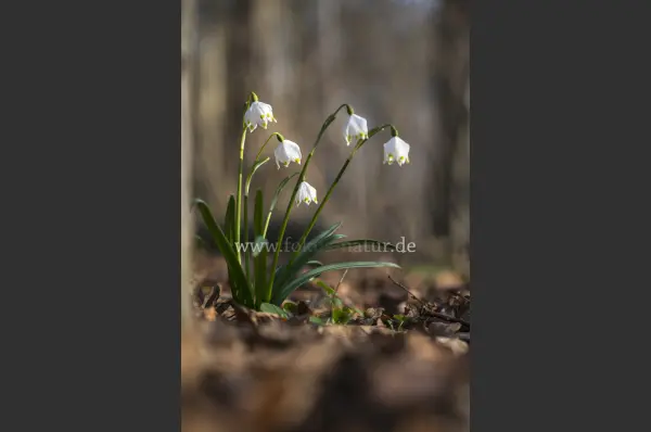 Fokus-Natur Bild