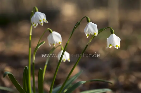 Fokus-Natur Bild