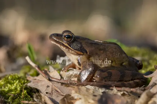 Fokus-Natur Bild
