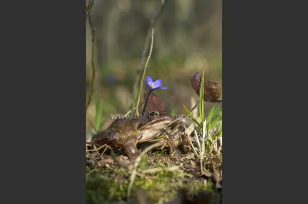 Fokus-Natur Bild