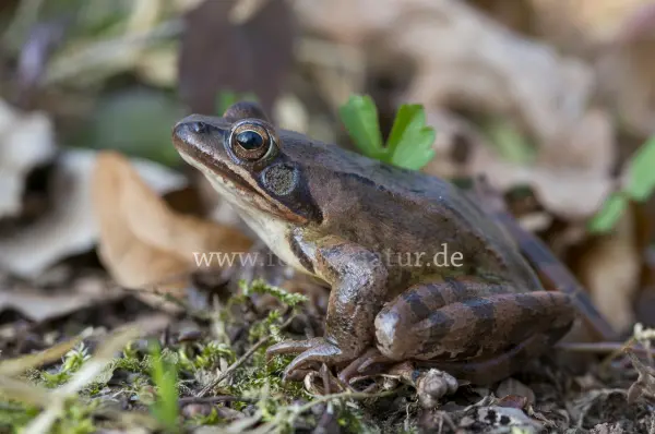 Fokus-Natur Bild