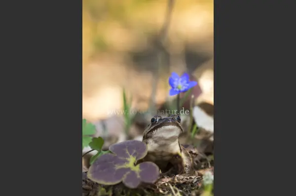 Fokus-Natur Bild