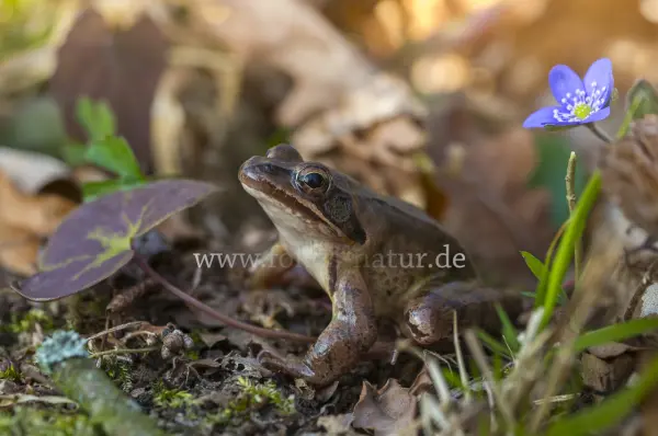 Fokus-Natur Bild