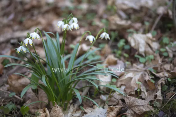 Fokus-Natur Bild
