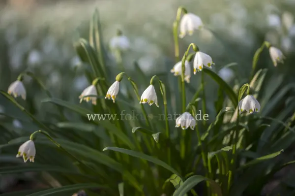 Fokus-Natur Bild