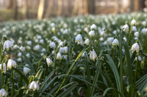 Fokus-Natur Bild