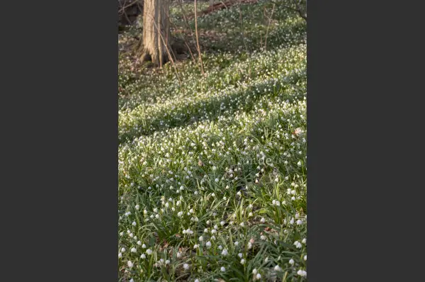 Fokus-Natur Bild