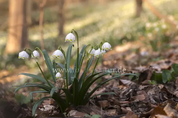 Fokus-Natur Bild