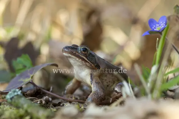 Fokus-Natur Bild