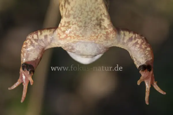Fokus-Natur Bild