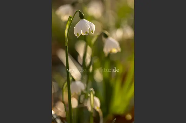 Fokus-Natur Bild