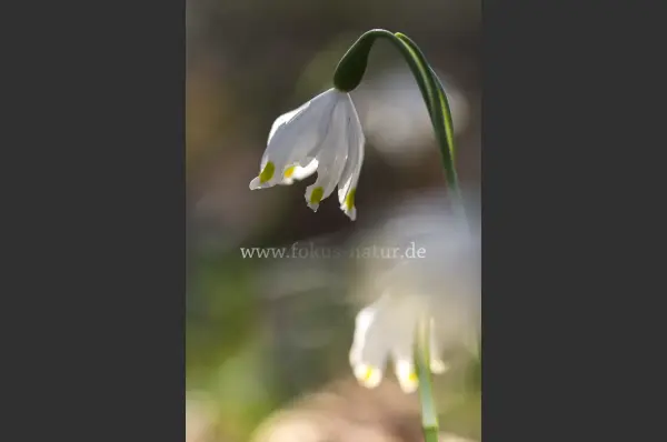Fokus-Natur Bild