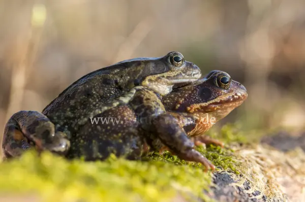 Fokus-Natur Bild